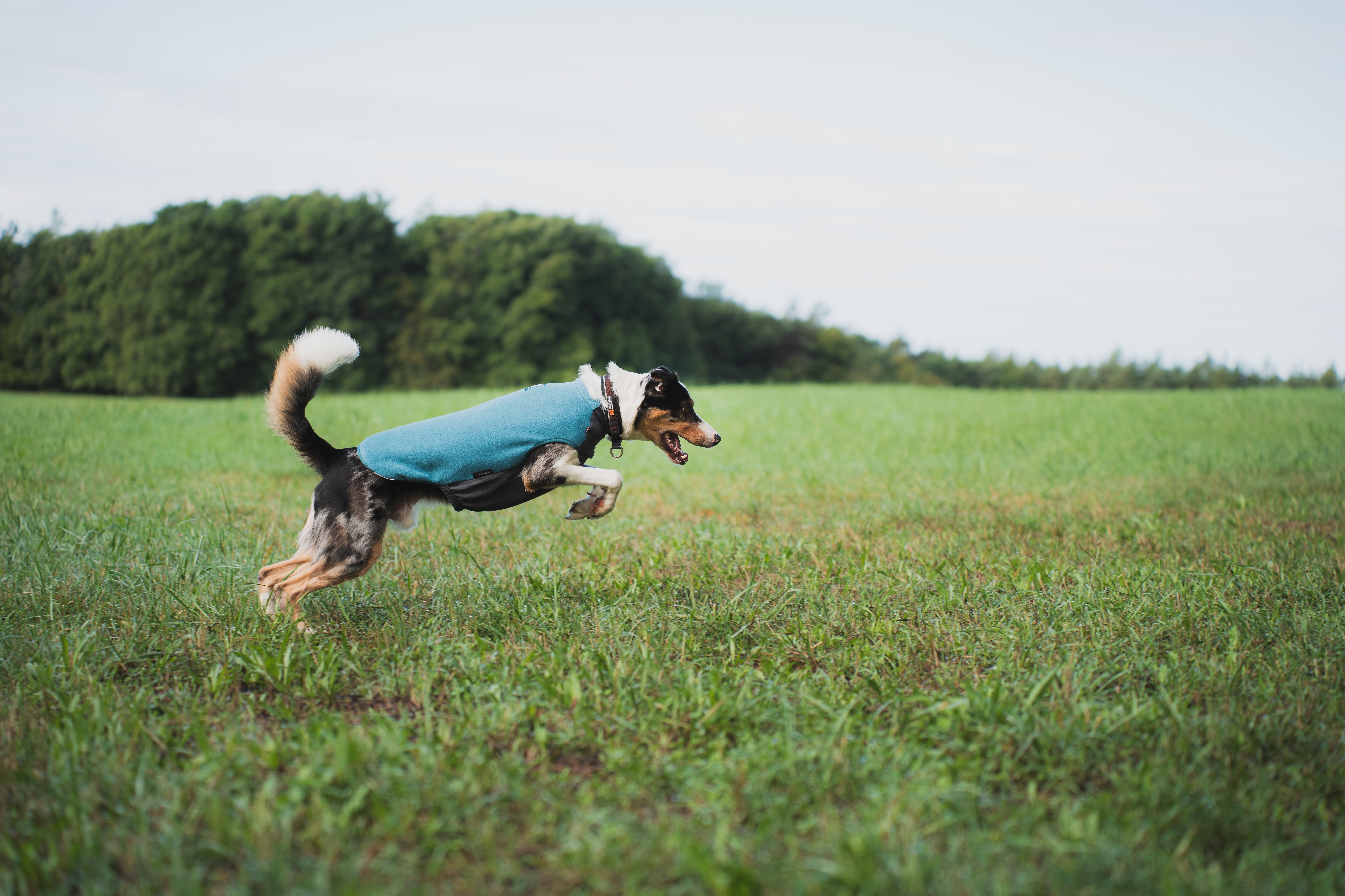 Lightweight Trail Quest Dog Fleece Pullover Scene - Non-Stop Dogwear